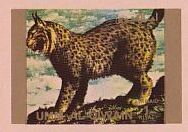 Eurasian Lynx (Lynx lynx)