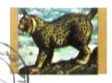 Eurasian Lynx (Lynx lynx)