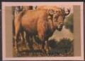 European Bison (Bison bonasus)