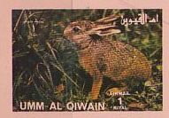 European Hare (Lepus europaeus)