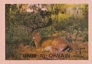 Fallow Deer (Dama dama)