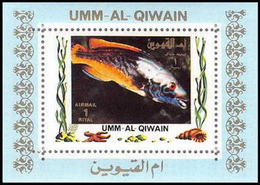 Fish