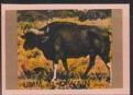 Gaur (Bos gaurus)