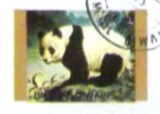 Giant Panda (Ailuropoda melanoleuca)