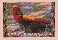 Golden Pheasant (Chrysolophus pictus)