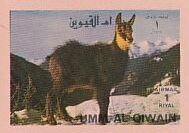 Goral (Naemorhedus sp.)