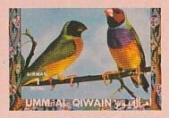Gouldian Finch (Chloebia gouldiae)