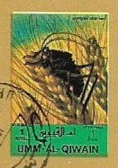 Insects