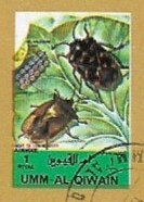 Insects