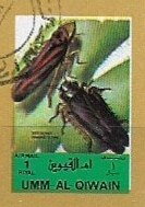 Insects