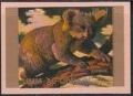 Koala (Phascolarctos cinereus)