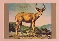 Kudu