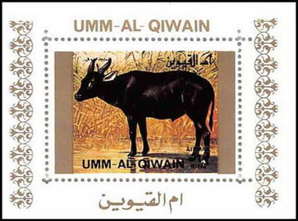 Lowland Anoa (Bubalus depressicornis)