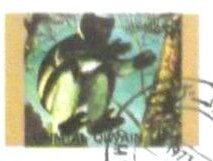 Mantled Guereza (Colobus guereza)