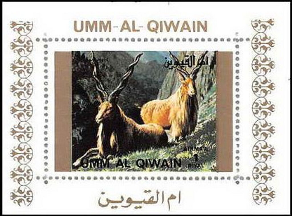 Markhor (Capra falconeri)