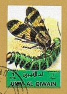 Moth