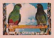 Mulga Parrot (Psephotus varius)