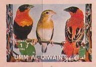 Northern Red Bishop (Euplectes franciscanus)