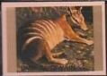 Stamp, Numbat (Myrmecobius fasciatus), Umm al-Qiwain,  , Animals (Fauna), Mammals, Marsupials