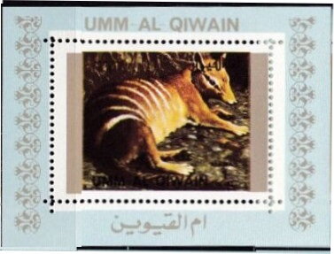 Numbat (Myrmecobius fasciatus)