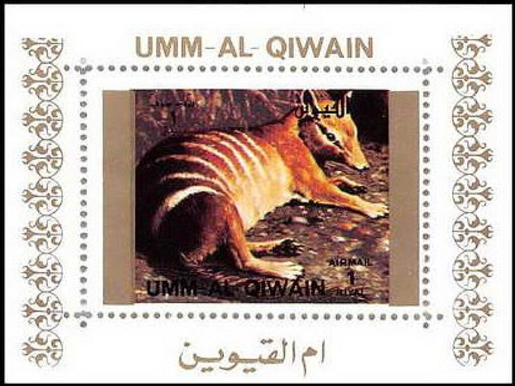 Numbat (Myrmecobius fasciatus)