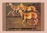 Onager (Equus hemionus onager)