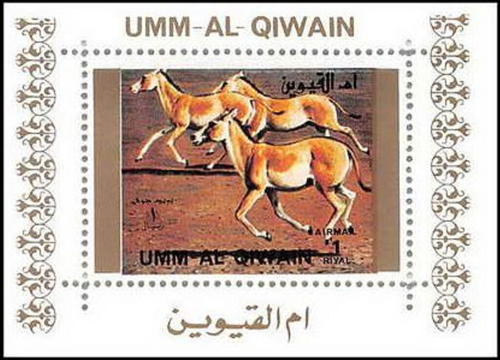 Onager (Equus hemionus onager)