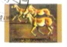 Stamp, Onager (Equus hemionus onager), Umm al-Qiwain,  , Animals (Fauna), Horses, Mammals