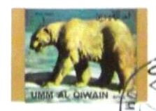 Polar Bear (Ursus maritimus)