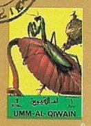 Praying Mantis