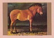 Przewalski’s Horse (Equus przewalskii)