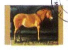 Przewalski’s Horse (Equus przewalskii)