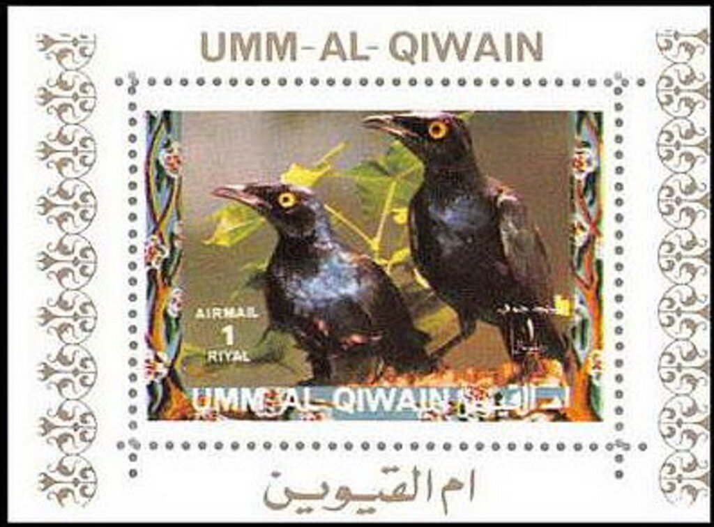 Purple Starling (Lamprotornis purpureus)