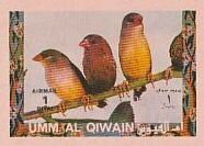 Red Avadavat (Amandava amandava)