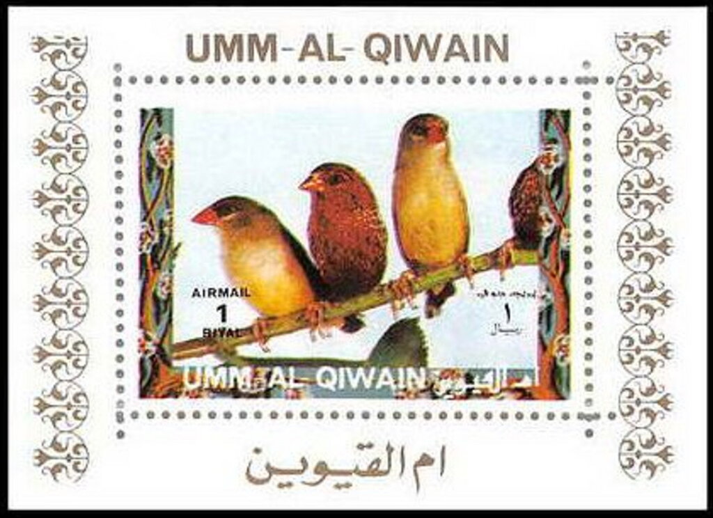 Red Avadavat (Amandava amandava)