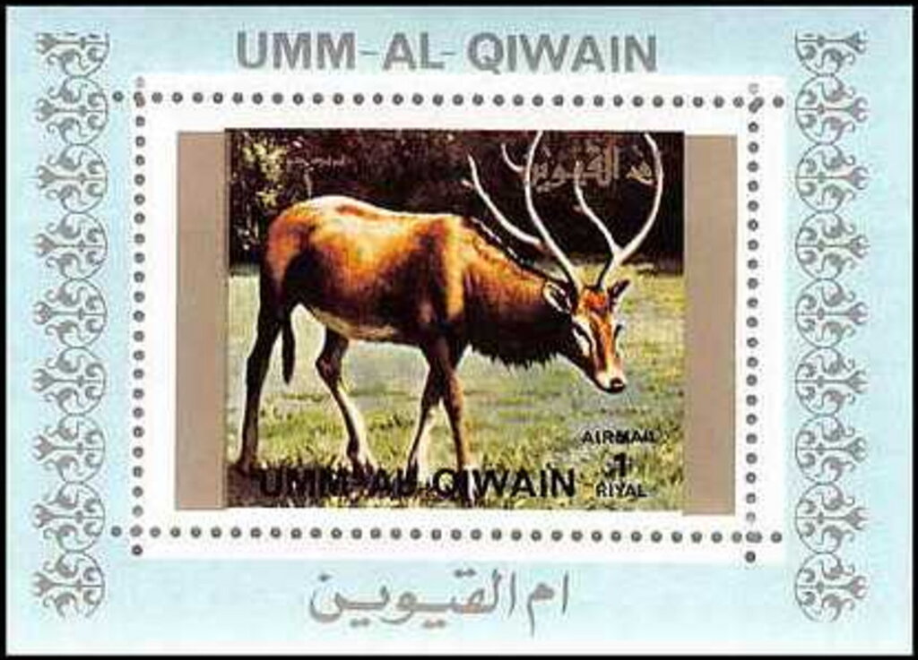 Red Deer (Cervus elaphus)