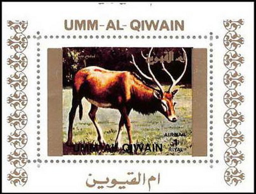 Red Deer (Cervus elaphus)