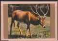 Red Deer (Cervus elaphus)