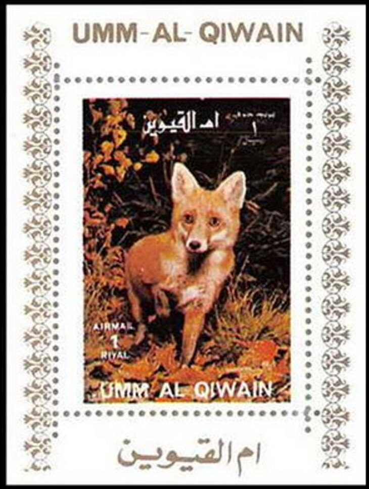 Red Fox (Vulpes vulpes)
