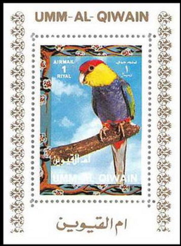 Red-capped Parrot (Purpureicephalus spurius)