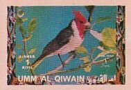 Red-crested Cardinal (Paroaria coronata)