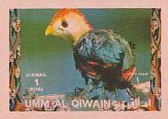 Red-crested Turaco (Tauraco erythrolophus)