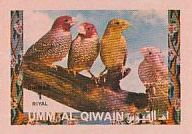 Red-headed Finch (Amadina erythrocephala)