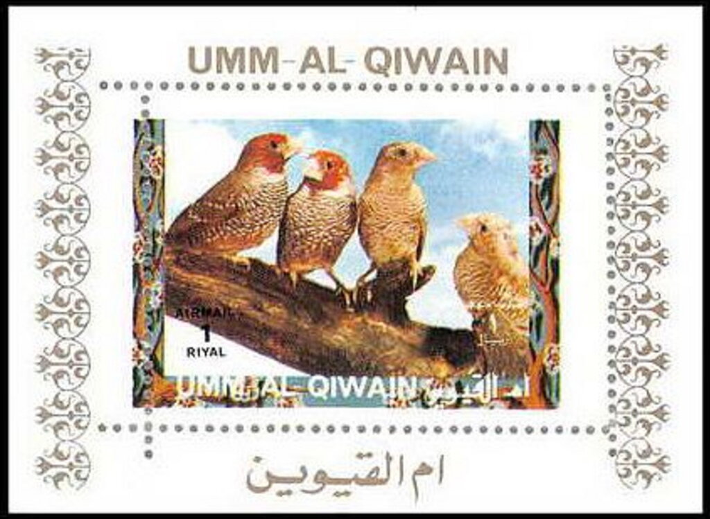 Red-headed Finch (Amadina erythrocephala)