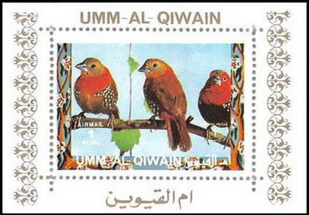 Red-throated Twinspot (Hypargos niveoguttatus)