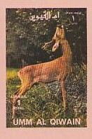 Roe Deer (Capreolus capreolus)