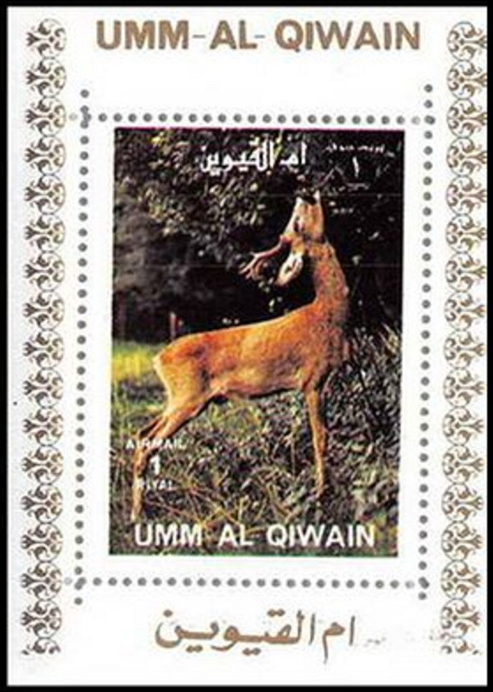 Roe Deer (Capreolus capreolus)