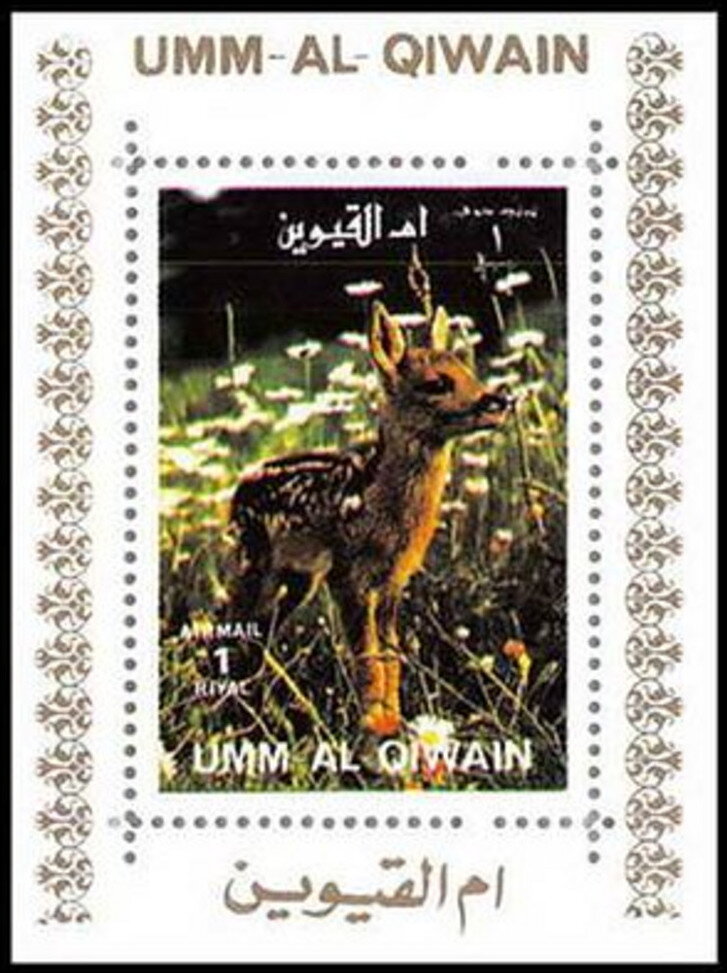 Roe Deer (Capreolus capreolus) - Fawn