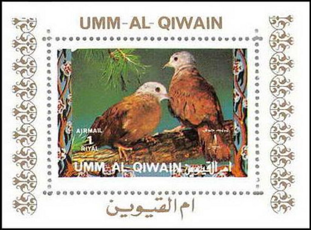 Ruddy Ground Dove (Columbina talpacoti)