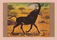 Sable Antelope (Hippotragus niger)